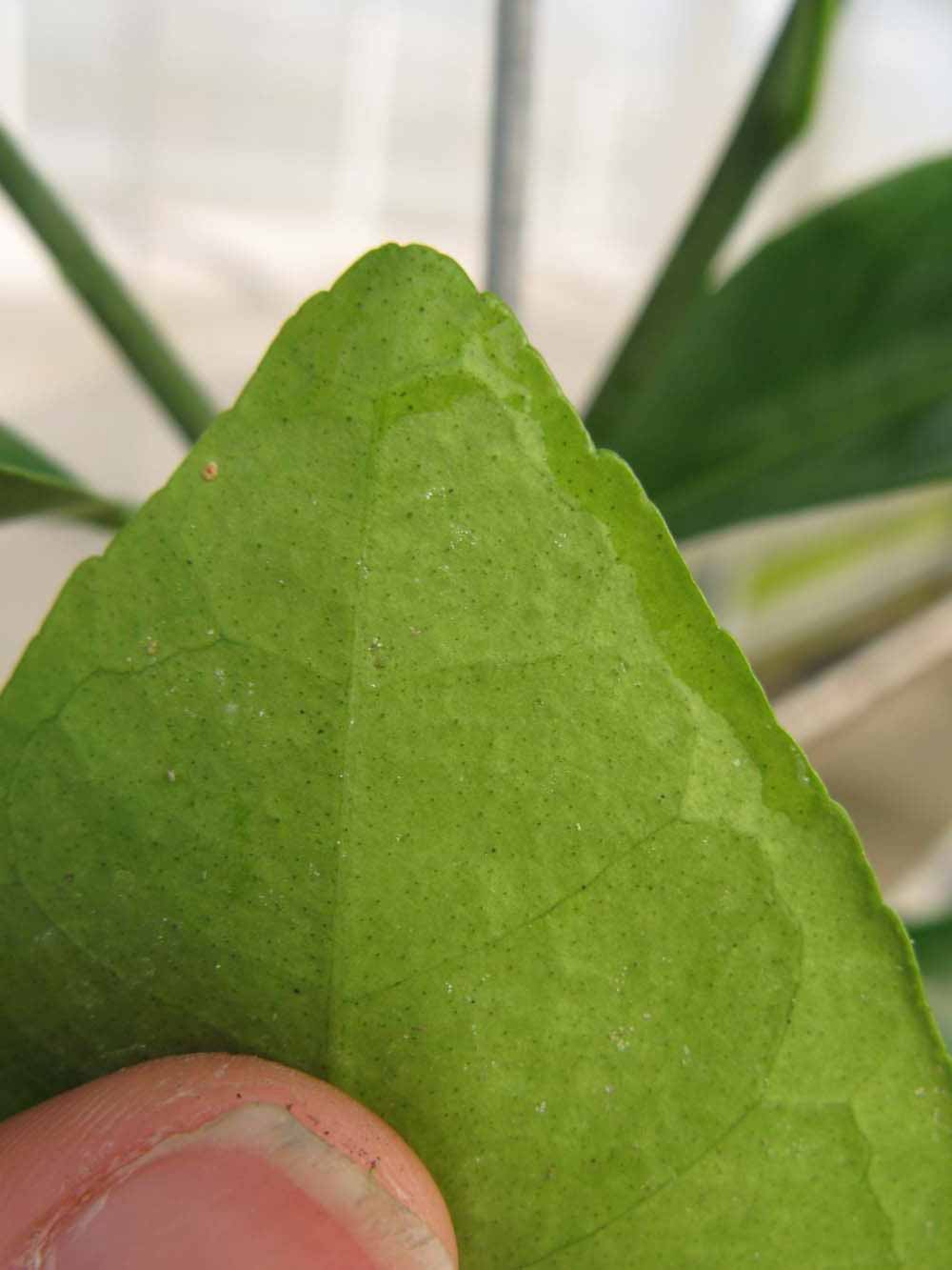              Margin (Phillip Rucks Citrus Nursery, Frostproof, FL)       